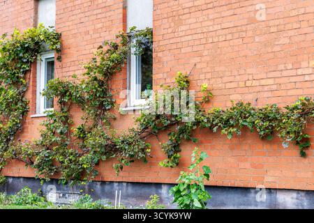 Vigne verdi si insinuano lungo un muro di mattoni giallo-arancio, decorando lo spazio tra e intorno alle finestre di un edificio a più piani. Foto Stock