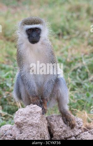Vervet Monkey (Chlorocebus pygerythrus) nel Parco Nazionale di Amboseli, Kenya Foto Stock