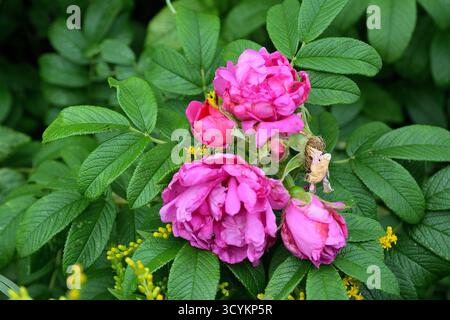 Vivaci rose rosa di Rugosa in fiore Foto Stock