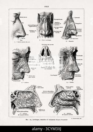 Illustrazione di Jacques Maurice Dessertenne che mostra l'anatomia del naso da un vecchio dizionario francese. Foto Stock