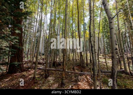 Quaking aspen (Populus tremuloides), Apache–Sitgreaves National Forest, White Mountains, Arizona, Stati Uniti. Foto Stock