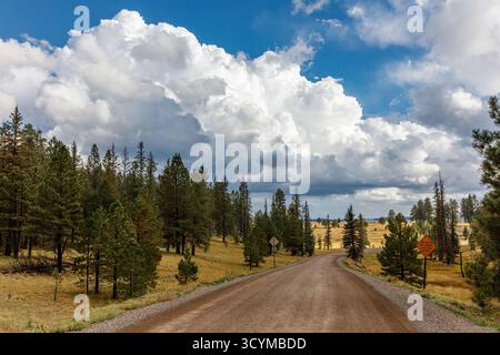 Strada di servizio nella foresta sterrata, vicino a Greer, White Mountains, Arizona, Stati Uniti Foto Stock