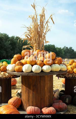 Disposizione di zucche arancioni e bianche impilate su un'esposizione in legno con gambi di mais essiccati in un'azienda agricola, per celebrare la stagione autunnale del raccolto Foto Stock