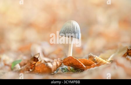 Macro-fotografia di piccoli cappucci in mica (Coprinellus micaceus) con fogliame caduto nei colori autunnali, angolo basso, atmosfera da sogno, alta luminosità, spazio di copia Foto Stock