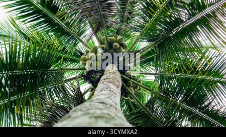 Vista ad angolo basso di un alto albero di cocco con noci di cocco verdi Foto Stock