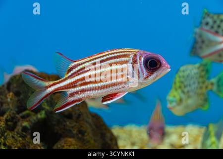 Red Squirrelfish/Redcoat (Sargocentron rubrum), un pesce notturno con una spina dorsale velenosa sulla guancia (Indo-Pacifico e Mediterraneo) Foto Stock