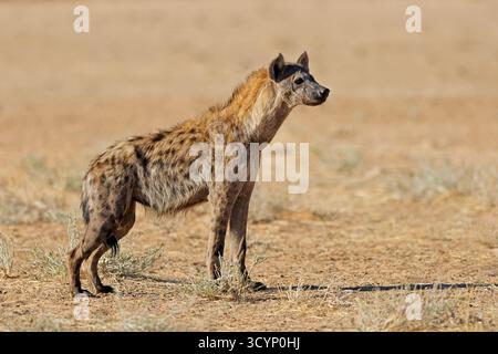 Una iena maculata (Crocuta crocuta) che si trova nell'habitat naturale, nel deserto del Kalahari, in Sudafrica Foto Stock