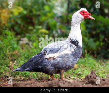 Vecchia anatra drake in erba verde Foto Stock