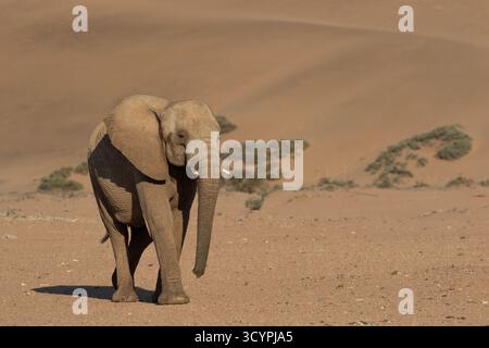 Elefante adattato nel deserto della Namibia nelle dune del deserto del Namib. Foto Stock