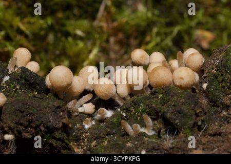 Coprinellus disseminatus (cofano delle fate) si trova su legno morto in Europa e Nord America. È uno dei nostri più piccoli sgabelli. Foto Stock