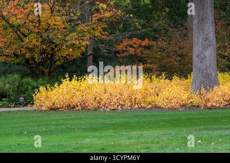 Cornus Sanguinea, fiamma magica. Dogwood in autunno al RHS Wisley Gardens, Surrey, Inghilterra. Foto Stock