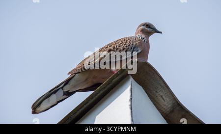 Colomba macchiata appollaiata su un apice del tetto, che guarda proprio contro un cielo blu morbido, mostrando piumaggio macchiato e una presenza tranquilla e solitaria in un tranquillo ambiente esterno Foto Stock