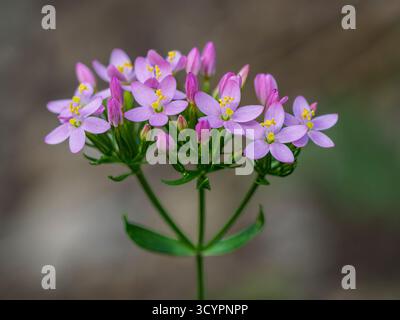 Vista ravvicinata dei delicati fiori viola rosa e gialli del centaurium erythraea, noto anche come centauri comuni o centauri europei che fioriscono all'aperto in natura Foto Stock