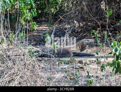 Un gigante drago di Komodo (Varanus komodoensis) seduto tra i cespugli. Parco nazionale di Komodo, isola di Komodo, Indonesia. Foto Stock