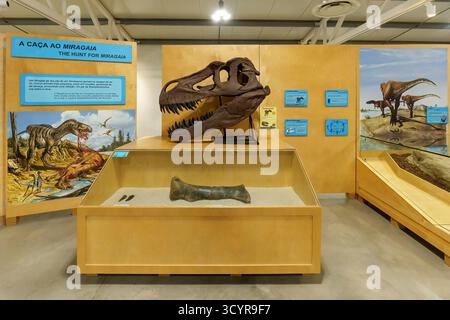 Mostra del cranio di un dinosauro e dell'osso fossile esposti in un museo di storia naturale con pannelli educativi a Dino Parque, Lourinhã, Portogallo, Europa Foto Stock