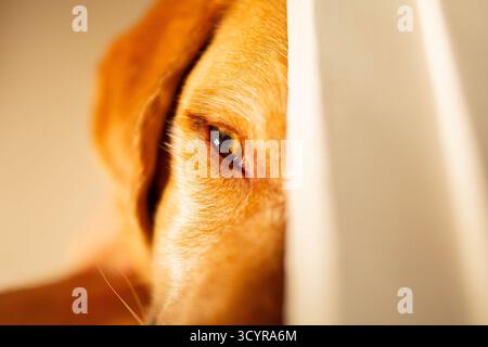 Un primo piano dai toni caldi dell'occhio di un cane labrador rosso volpe rilassato che fissa l'obiettivo della fotocamera. Foto Stock