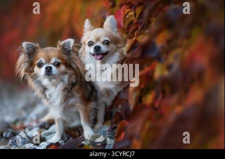 Due simpatici cani Chihuahua che posano in foglie autunnali. Adorabili cani di piccola taglia con pelliccia soffice, espressione felice e sfondo naturale all'aperto. Ritratto cani. Foto Stock