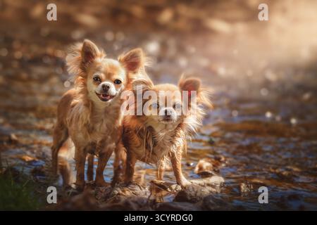 Due piccoli chihuahua dai capelli lunghi in piedi su pietre in un ruscello poco profondo. Ritratto di cani carini. Foto Stock