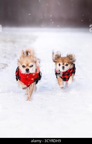 Due adorabili cani Chihuahua dai capelli lunghi che indossano giacche invernali, che corrono verso la macchina fotografica attraverso la neve fresca durante le nevicate. Divertente foto del cane. Foto Stock