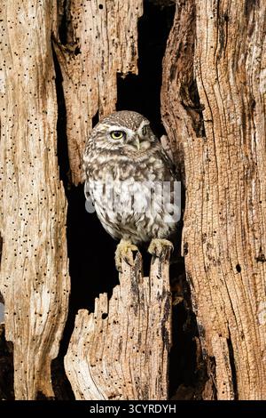 Little Owl, nome scientifico: Athene noctua. Ritratto di un piccolo gufo, appollaiato su un ceppo all'interno di un vecchio albero in decadenza con alberi da legna. Il piccolo Owl e' il Foto Stock