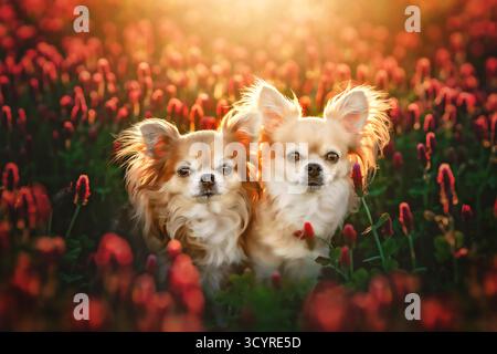 Due chihuahua dai capelli lunghi seduti graziosamente in mezzo a un profumato campo di fiori, immersi nella calda e soffice luce del sole. Ritratto di cani carini. Foto Stock
