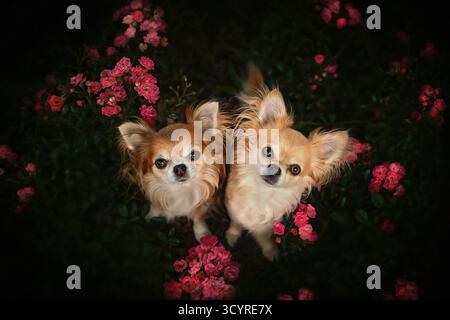 Due affascinanti chihuahua dai capelli lunghi annidati tra splendide rose rosa, che guardano in alto con occhi luminosi e curiosi. Bel ritratto di cane. Foto Stock
