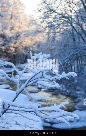 Ramo di alberi ricoperti di neve nel paesaggio fluviale Foto Stock