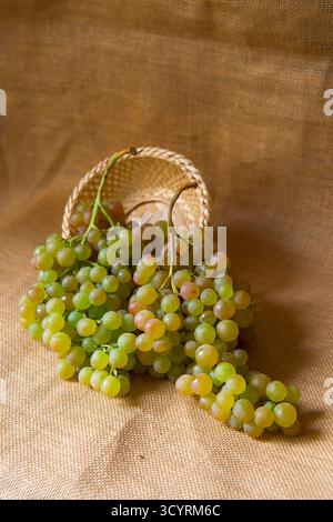 Grappoli di uve di Vinalopo. Spagna. Foto Stock