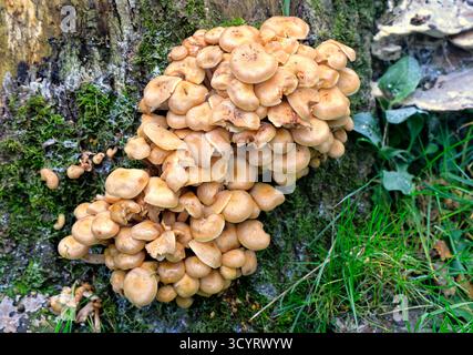 Funghi che crescono su un vecchio ceppo di alberi, Cardiff, Galles del Sud, Regno Unito. Presa ottobre 2025 Foto Stock
