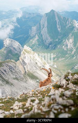 Uno stambecco si trova su un prato alpino con una magnifica vista sulla regione di Alpstein, in Svizzera Foto Stock