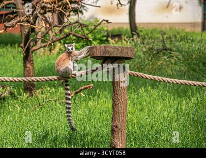 Un lembo dalla coda ad anello si trova su una corda spessa, raggiungendo una piattaforma di legno in un prato Foto Stock