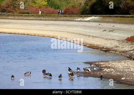 Oche del Canada (branta canadensis) Llanishen Reservoir and Country Park, Cardiff, South Wales, UK. Presa ottobre 2025 Foto Stock