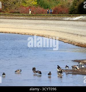 Oche del Canada (branta canadensis) Llanishen Reservoir and Country Park, Cardiff, South Wales, UK. Presa ottobre 2025 Foto Stock