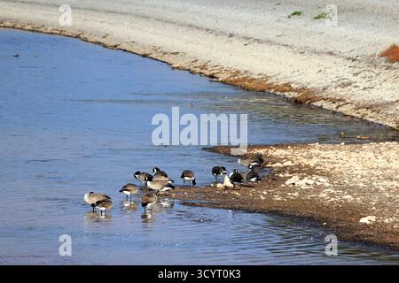 Oche del Canada (branta canadensis) Llanishen Reservoir and Country Park, Cardiff, South Wales, UK. Presa ottobre 2025 Foto Stock