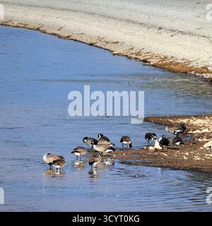 Oche del Canada (branta canadensis) Llanishen Reservoir and Country Park, Cardiff, South Wales, UK. Presa ottobre 2025 Foto Stock