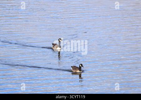 Oche del Canada (branta canadensis) Llanishen Reservoir and Country Park, Cardiff, Galles del Sud, Regno Unito. Presa ottobre 2025 Foto Stock
