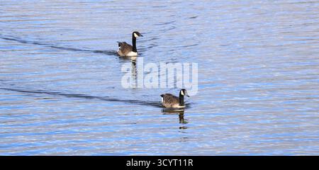 Oche del Canada (branta canadensis) Llanishen Reservoir and Country Park, Cardiff, Galles del Sud, Regno Unito. Presa ottobre 2025 Foto Stock