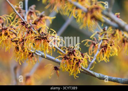 Hamamelis x intermedia Vesna, fiori, petali arancio-gialli profondi arrossati di rosso alla base Foto Stock