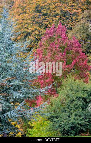 Colori autunnali in mostra nei giardini del castello di Leeds nel Kent nella terza settimana di ottobre. Foto Stock
