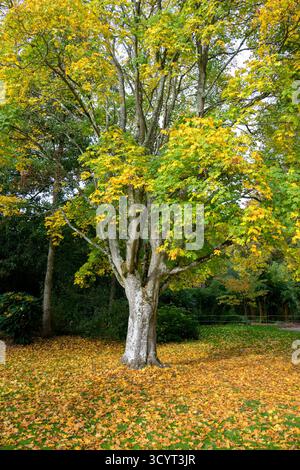 Colori autunnali in mostra nei giardini del castello di Leeds nel Kent nella terza settimana di ottobre. Foto Stock