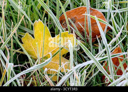 Foglie cadute coperte di gelo in una mattina di novembre Foto Stock