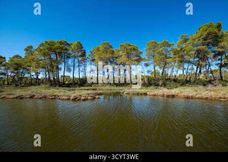 23.09.2024, Albania, Divjaka, Divjaka - foresta di pini nella laguna (acqua salata e dolce di un estuario del fiume) nel Parco Nazionale di Divjaka-Karavasta sul Foto Stock