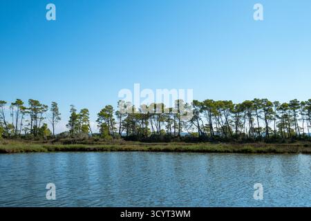 23.09.2024, Albania, Divjaka, Divjaka - foresta di pini nella laguna (acqua salata e dolce di un estuario del fiume) nel Parco Nazionale di Divjaka-Karavasta sul Foto Stock