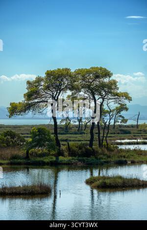 23.09.2024, Albania, Divjaka, Divjaka - foresta di pini nella laguna (acqua salata e dolce di un estuario del fiume) nel Parco Nazionale di Divjaka-Karavasta sul Foto Stock