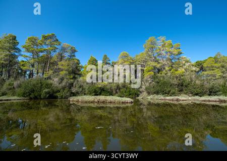 23.09.2024, Albania, Divjaka, Divjaka - foresta di pini nella laguna (acqua salata e dolce di un estuario del fiume) nel Parco Nazionale di Divjaka-Karavasta sul Foto Stock