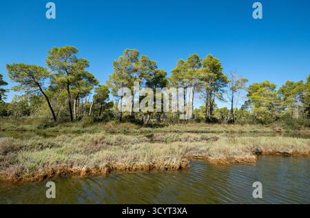 23.09.2024, Albania, Divjaka, Divjaka - foresta di pini nella laguna (acqua salata e dolce alla foce di un fiume) nel Parco Nazionale Divjaka-Karavasta sull'annuncio Foto Stock