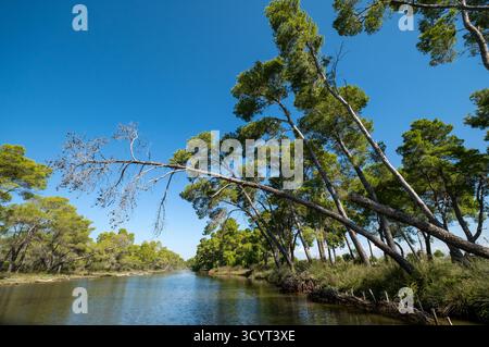 23.09.2024, Albania, Divjaka, Divjaka - foresta di pini nella laguna (acqua salata e dolce di un estuario del fiume) nel Parco Nazionale di Divjaka-Karavasta sul Foto Stock