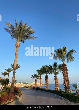 Una strada tortuosa costeggiata da palme sulla costa. La luna visibile nel cielo senza nuvole durante il giorno. Le case possono essere viste in lontananza. Foto Stock
