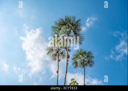 Palme Aguaje contro il cielo blu nella foresta pluviale amazzonica, Ecuador. Foto Stock