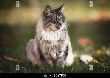 Bellissimo gatto grigio e bianco che siede allerta sull'erba verde nel giardino naturale Foto Stock